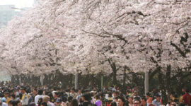5 Tempat Terbaik untuk Menikmati Keindahan Bunga Sakura di Korea (dok. Republic of Korea)
