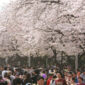 5 Tempat Terbaik untuk Menikmati Keindahan Bunga Sakura di Korea (dok. Republic of Korea)