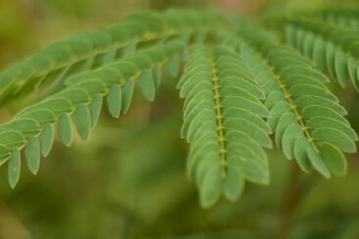 Mengungkap Khasiat Daun Kelor, Tanaman Ajaib yang Kaya Manfaat (Freepik)