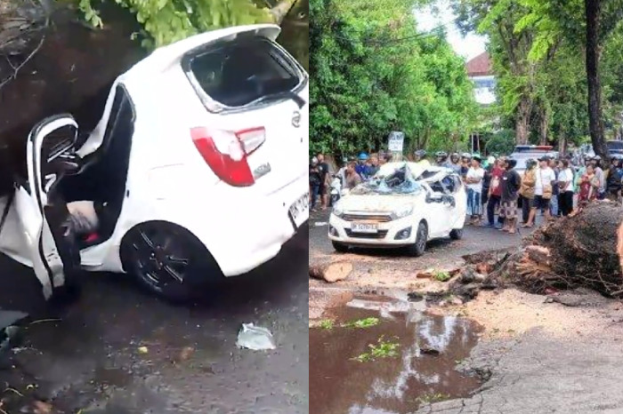 Pohon Tumbang di Jalan Raya Kuta Badung, Seorang Ibu Meninggal dan Anaknya Selamat