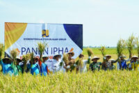 Panen Perdana Metode IPHA di Indramayu Sukses Hasilkan 11 Ton per Hektare, Hemat Air dan Biaya Produksi (Dikominfo Indramayu)