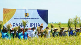 Panen Perdana Metode IPHA di Indramayu Sukses Hasilkan 11 Ton per Hektare, Hemat Air dan Biaya Produksi (Dikominfo Indramayu)