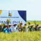 Panen Perdana Metode IPHA di Indramayu Sukses Hasilkan 11 Ton per Hektare, Hemat Air dan Biaya Produksi (Dikominfo Indramayu)