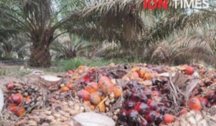 CPO Turun, Kakao Naik! Harga Komoditas Juni 2025 Berubah