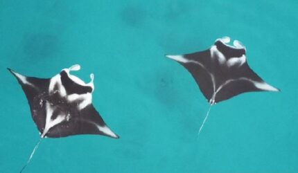 Temukan Waktu Ideal Liburan Impian ke Raja Ampat: Panduan Lengkap
