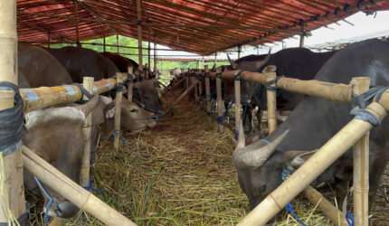 Pedagang Hewan Kurban Minta Lahan Sewa Pemerintah: Hindari Pungli Ormas