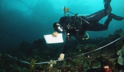 Raja Ampat: 7 Surga Snorkeling Terbaik & Cara Melindunginya