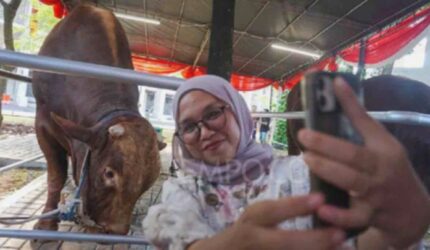 Prabowo Sumbang 36 Sapi Raksasa, Warga Sumatera Utara Sumringah!