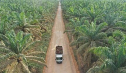 DSNG Bagi Dividen Rp24, Prospek Saham Menarik? Cek Rekomendasi!
