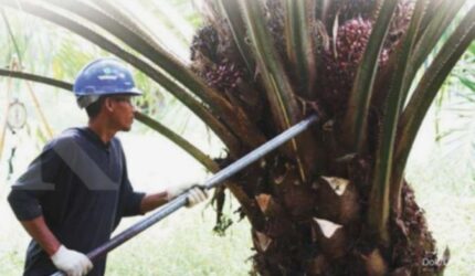 LSIP Kuartal I-2025 Moncer, Cek Rekomendasi Saham London Sumatra
