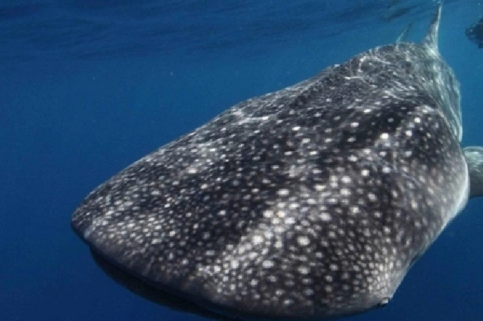 Inilah Ikan Terpanjang di Laut, Para Raksasa Bawah Air yang Menakjubkan (NOS)