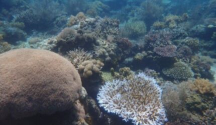Pulau Panjang Sumbawa: Panduan Lengkap dari Lombok, Dijamin Sampai!