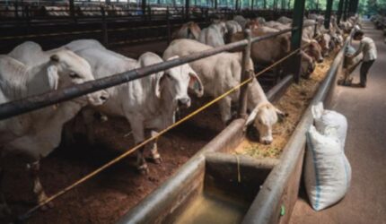 Kuota Impor Sapi Dibebaskan: Apa Alasannya? Cek di Sini!