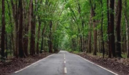 Alas Purwo Banyuwangi: 5 Fakta Unik yang Wajib Kamu Tahu!