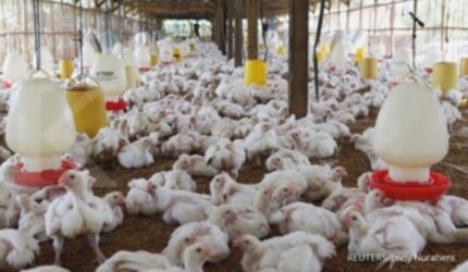Poultry 2025 Bersinar: Rekomendasi Saham Terbaik Semester II!